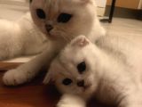 Silver Scottish Fold Kendi Kedilerim Evimde Acil