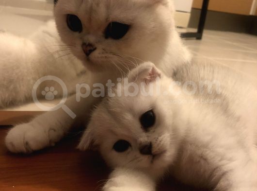 Silver Scottish Fold Kendi Kedilerim Evimde Acil görsel