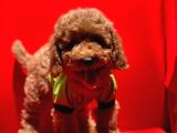 Safkan Toy Poodle Yavrularimiz