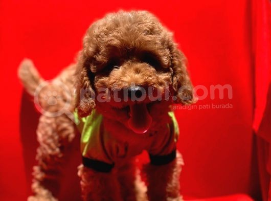 Safkan Toy Poodle Yavrularimiz görsel