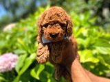 Toy Poodle