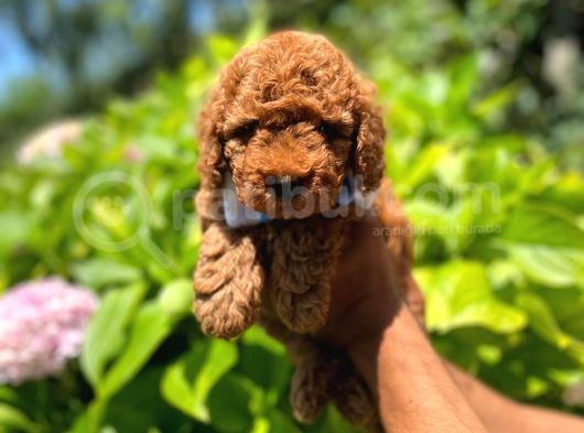 Toy Poodle görsel