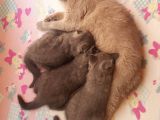 Scottısh Fold & Scottısh Strıght