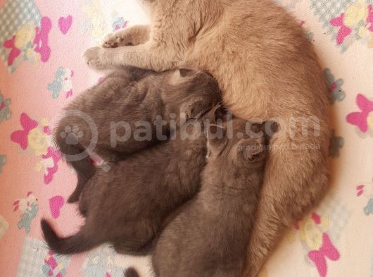 Scottısh Fold & Scottısh Strıght görsel