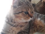 British Shorthair Black Golden Tabbi