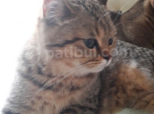 British Shorthair Black Golden Tabbi görsel