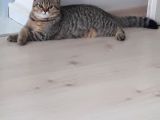British Shorthair Black Golden Tabbi