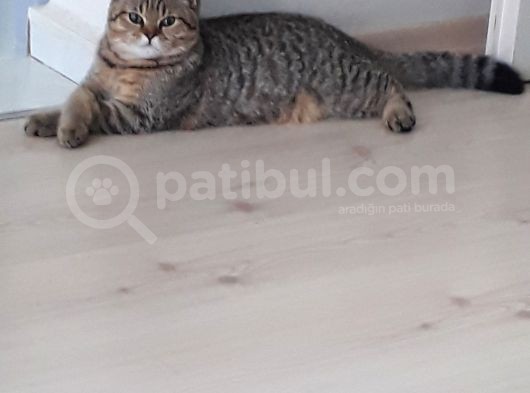 British Shorthair Black Golden Tabbi görsel