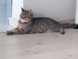 British Shorthair Black Golden Tabbi