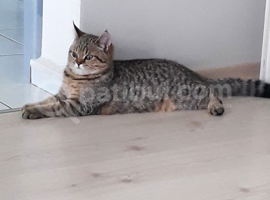 British Shorthair Black Golden Tabbi görsel