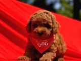 Safkan Toy Poodle Yavrularimiz