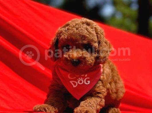 Safkan Toy Poodle Yavrularimiz