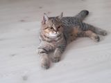 British Shorthair Black Golden Tabbi