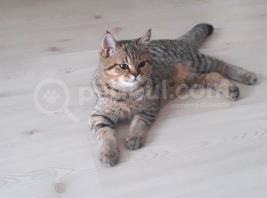 British Shorthair Black Golden Tabbi