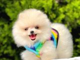 Safkan Pomerani̇an Boo Yavrularimiz