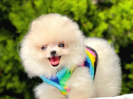 Safkan Pomerani̇an Boo Yavrularimiz