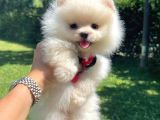 Safkan Pomerani̇an Boo Yavrularimiz