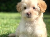Latte Renk Maltıpoo Yavrumuz