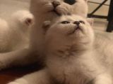 Silver Scottish Fold Kendi Kedilerim Evimde Acil
