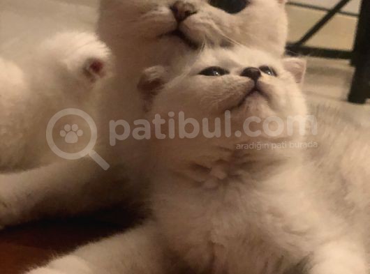 Silver Scottish Fold Kendi Kedilerim Evimde Acil görsel