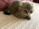 23 Mayıs Doğumlu  Dişi Scottish Fold Yavrumuz