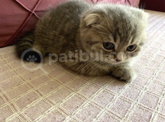 23 Mayıs Doğumlu  Dişi Scottish Fold Yavrumuz görsel