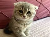 23 Mayıs Doğumlu  Dişi Scottish Fold Yavrumuz