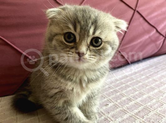 23 Mayıs Doğumlu  Dişi Scottish Fold Yavrumuz görsel