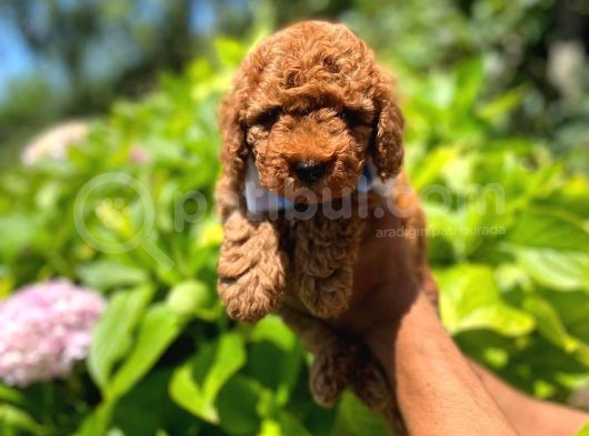 Toy Poodle
