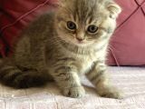 23 Mayıs Doğumlu  Dişi Scottish Fold Yavrumuz