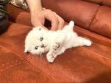 2 Aylık Scottish Fold Eğitimli Kedi