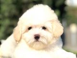 Özel Üretim Maltıpoo Yavrularımız