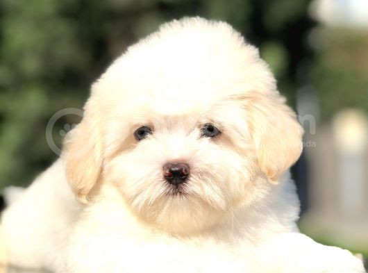 Özel Üretim Maltıpoo Yavrularımız görsel