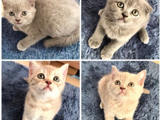 Sevimli Oyuncu Sağlıklı Dişi Bebekler görsel