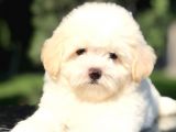 Özel Üretim Maltıpoo Yavrularımız