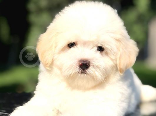 Özel Üretim Maltıpoo Yavrularımız görsel