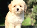 Orjinal Maltıpoo Yavrumuz