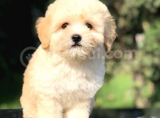 Orjinal Maltıpoo Yavrumuz