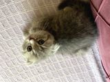 23 Mayıs Doğumlu  Dişi Scottish Fold Yavrumuz