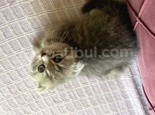 23 Mayıs Doğumlu  Dişi Scottish Fold Yavrumuz görsel