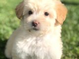 Latte Renk Maltıpoo Yavrumuz