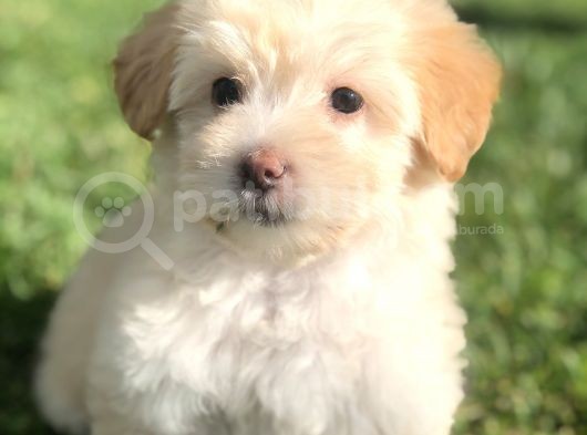 Latte Renk Maltıpoo Yavrumuz görsel