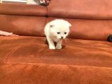 2 Aylık Scottish Fold Eğitimli Kedi