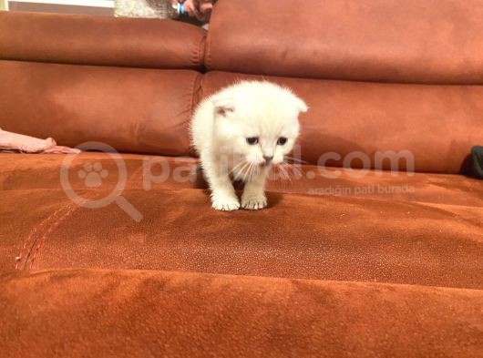 2 Aylık Scottish Fold Eğitimli Kedi görsel