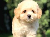 Orjinal Maltıpoo Yavrumuz