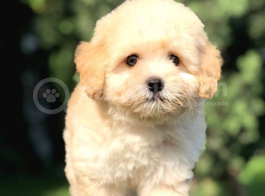Orjinal Maltıpoo Yavrumuz görsel