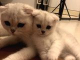 Silver Scottish Fold Kendi Kedilerim Evimde Acil