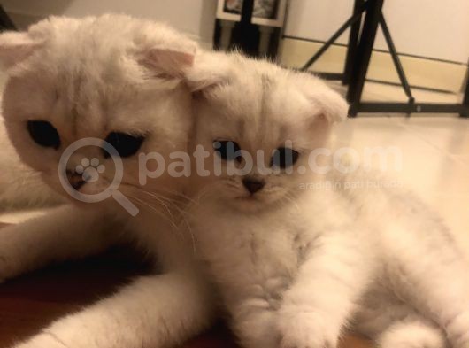 Silver Scottish Fold Kendi Kedilerim Evimde Acil görsel