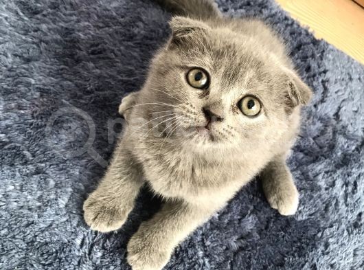 Sevimli Oyuncu Sağlıklı Dişi Bebekler
