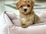 Orjinal Maltipoo Renkli Terrierler ile Karistirmayin